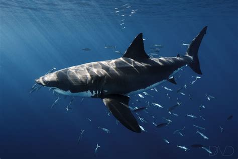 Newborn great white sharks. Things To Know About Newborn great white sharks. 